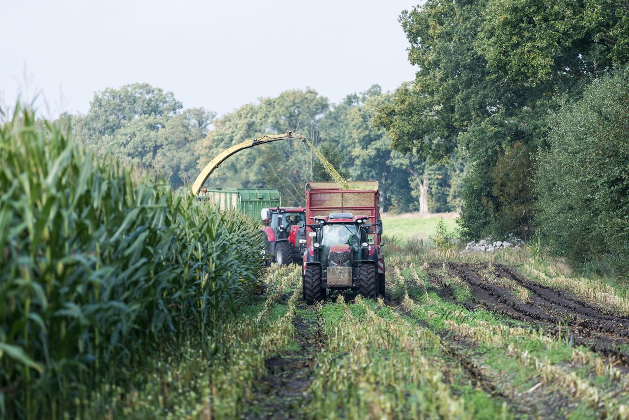 Bild 222 - Maisernte